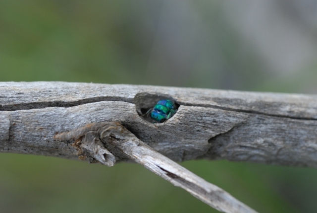 Vespina colorata quale specie? Chrysura refulgens